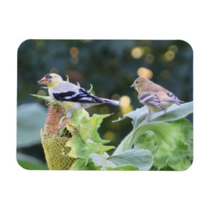 Magnet Flexible Gold Finch Couple mangeant des graines de tourneso