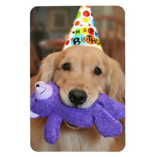 Magnet Flexible Golden retriever avec le casquette et le jouet de