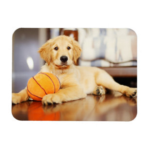 Magnet Flexible Golden Retriever avec un jouet de basket