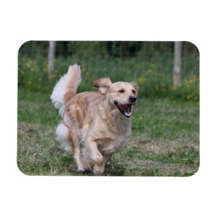 Magnet Flexible Golden retriever courant 1