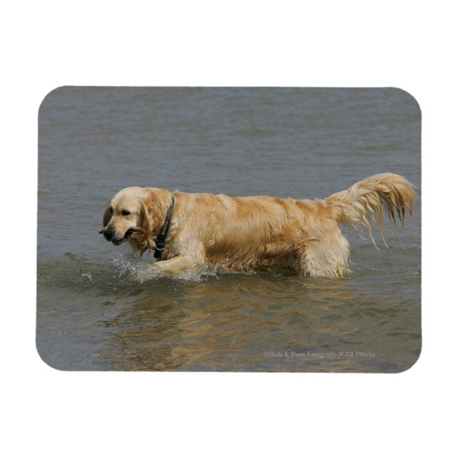 Magnet Flexible Golden Retriever dans l'eau (Horizontal)