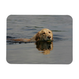 Magnet Flexible Golden retriever nageant