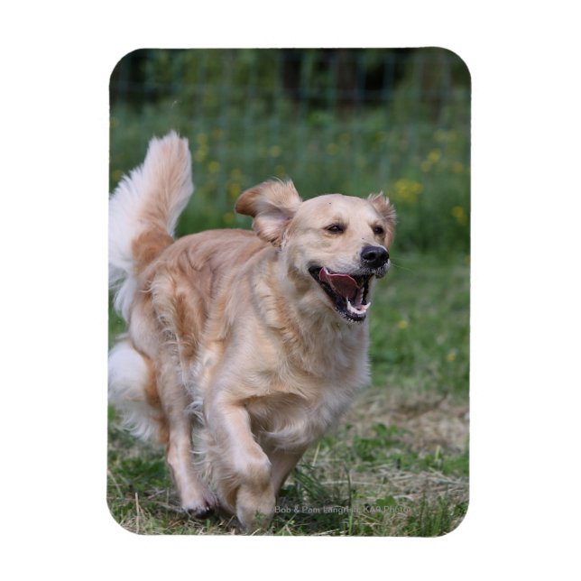 Magnet Flexible Golden Retriever Running 1 (Vertical)