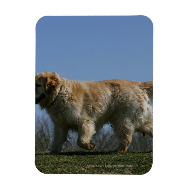 Magnet Flexible Golden Retriever Running 3 (Vertical)