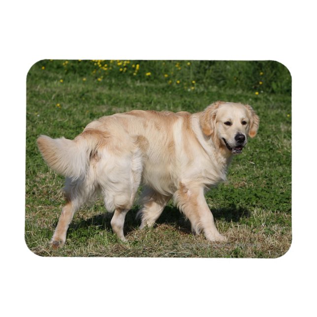 Magnet Flexible Golden Retriever Walking (Horizontal)