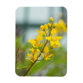 Magnet Flexible Golden Thryallis