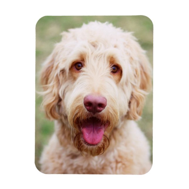 Magnet Flexible Goldendoodle souriant (Vertical)
