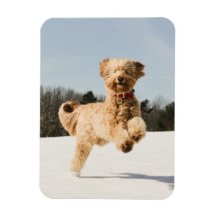 Magnet Flexible Goldendoodle Traversant Le Champ