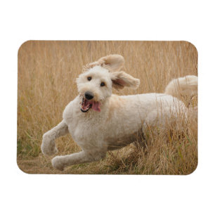 Magnet Flexible Goldendoodle traverse l'herbe