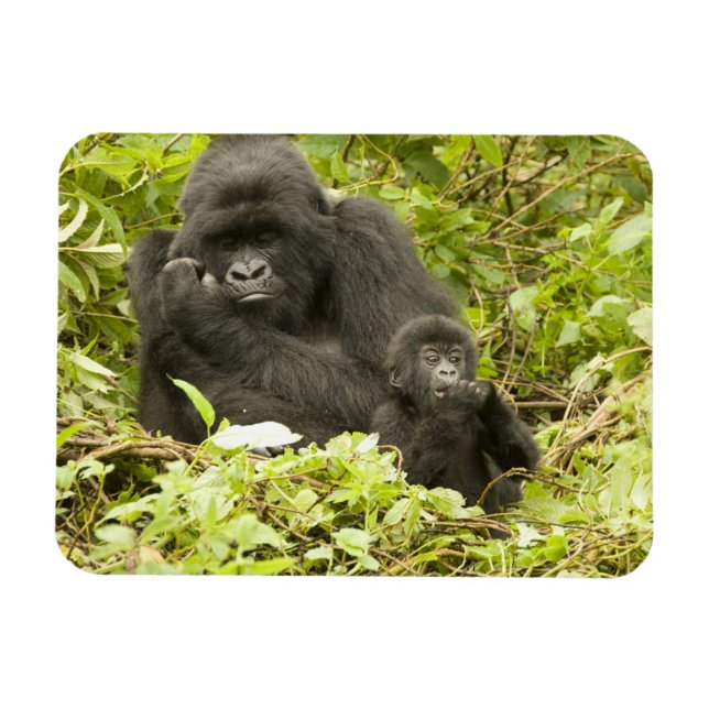 Magnet Flexible Gorille des montagnes, Gorilla beringei (anciennem (Horizontal)