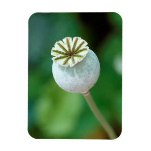 Magnet Flexible Graine de tête de fleur de pavot, Cap-Occidental