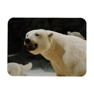 Magnet Flexible Graine d'ours polaire