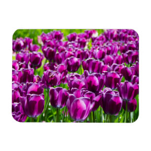 Magnet Flexible Grand champ de tulipes pourpres