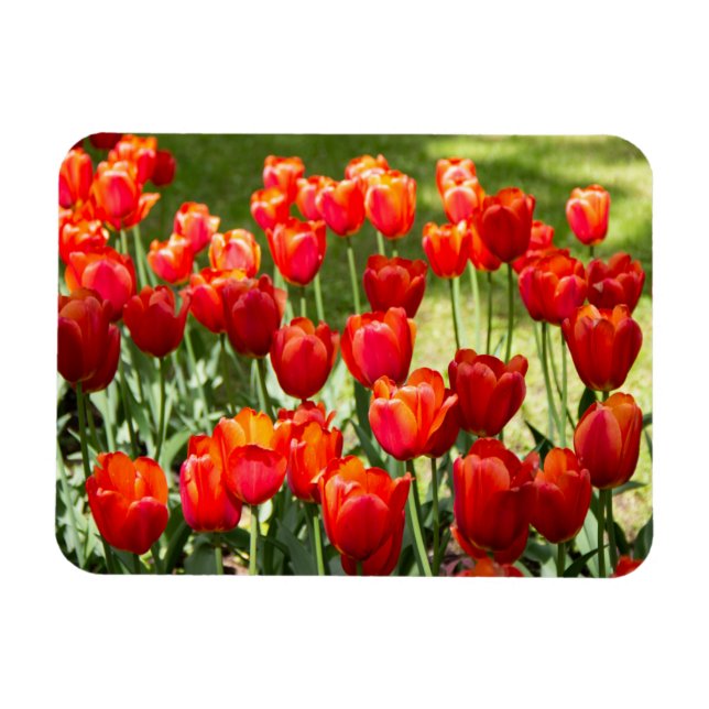 Magnet Flexible Grand champ de tulipes rouges (Horizontal)