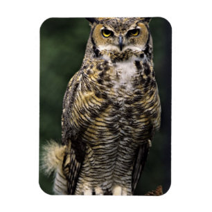 Magnet Flexible Grand-duc d'Amérique (Bubo virginianus), corps ent