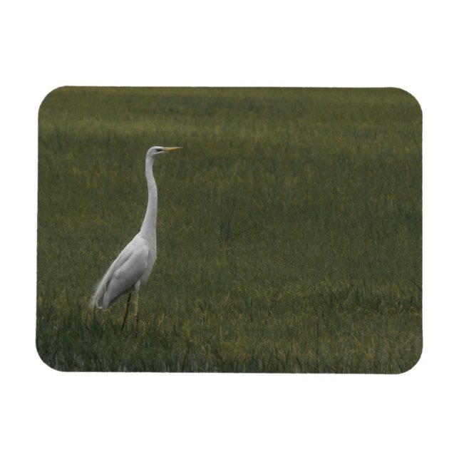 Magnet Flexible Grand héron blanc Aimant photo flexible (Horizontal)
