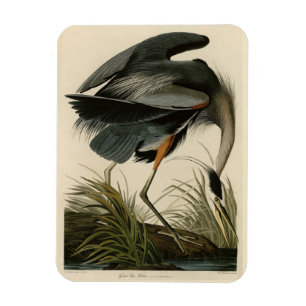 Magnet Flexible Grand héron bleu des oiseaux d'Amérique d'Audubon