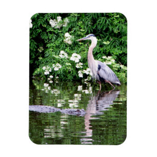 Magnet Flexible Grand héron bleu et aimant Alligator