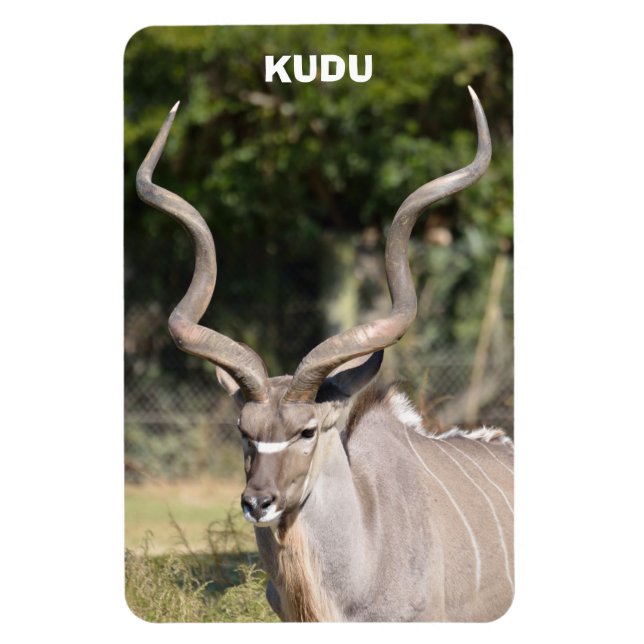 Magnet Flexible Grand Kudu (Vertical)