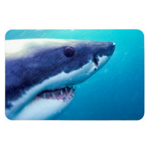 Magnet Flexible Grand requin blanc Afrique du Sud