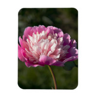 Grandes fleurs de pivoine roses au jour de printem