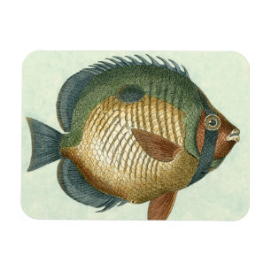 Magnet Flexible Grands poissons colorés