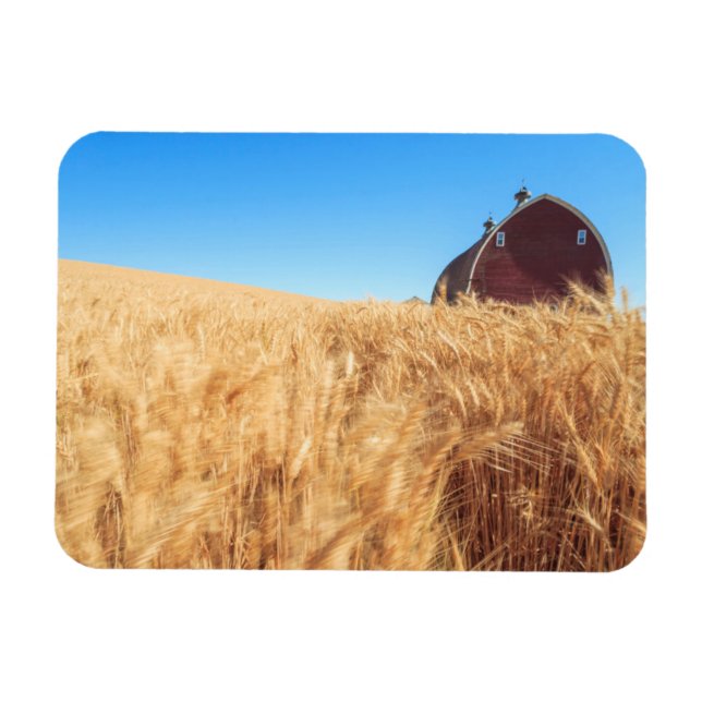 Magnet Flexible Grange, champs de blé d'été près de Sprague, Est 2 (Horizontal)