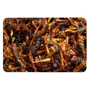 Magnet Flexible Grasshopper frit (Takkataen Thot) Alimentation asi