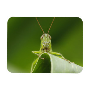Magnet Flexible Grasshopper sur la feuille, Grasshopper Face Gros 