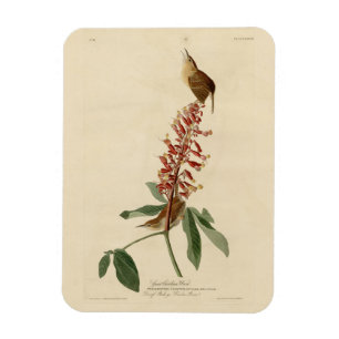 Magnet Flexible Great Carolina Wren - Audubon's Birds of America