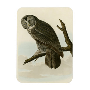Magnet Flexible Great Cinereous Owl from Audubon Birds of America