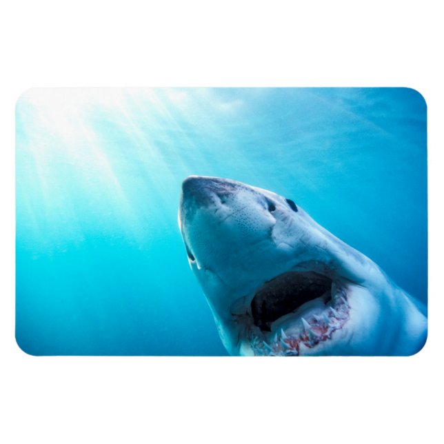 Magnet Flexible Great White Shark | Afrique du Sud (Horizontal)