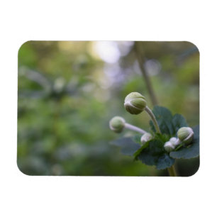 Magnet Flexible Green Flower Bud Jardin Nature Photographie Floral