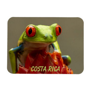 Magnet Flexible Grenouille à feuilles rouges du Costa Rica