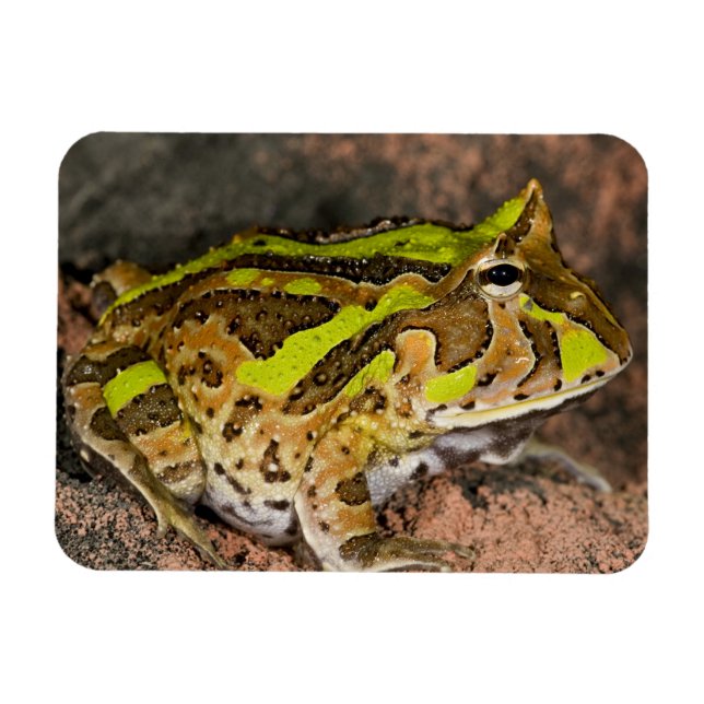 Magnet Flexible Grenouille corne brésilienne, Ceratophrys cornuta, (Horizontal)