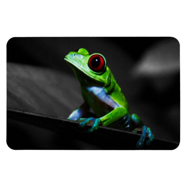 Magnet Flexible Grenouille d'arbre observée par rouge III (Horizontal)