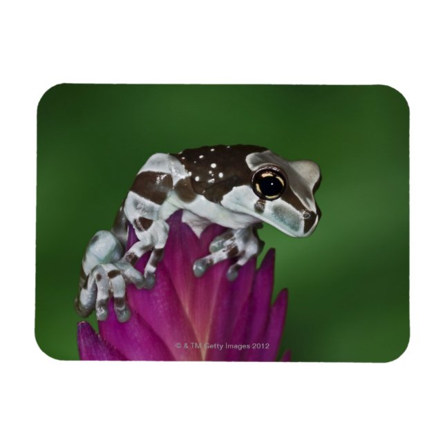 Magnet Flexible Grenouille de lait, Trachycephalus resinifictrix (Horizontal)