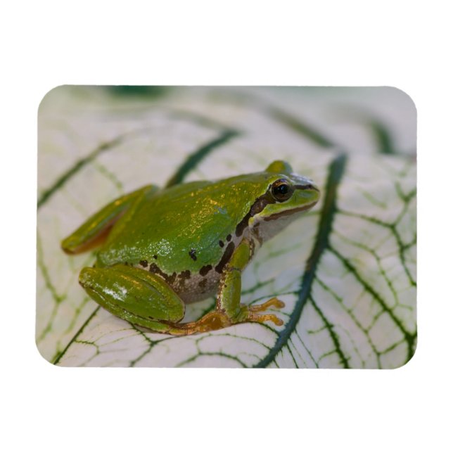 Magnet Flexible Grenouille des arbres du Pacifique sur les fleurs  (Horizontal)