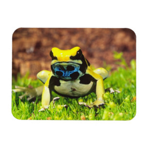 Magnet Flexible Grenouille empoisonnée, Dendrobates tinctorius,