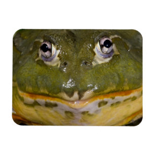 Magnet Flexible Grenouille taureau fouisseuse africaine, Pyxicepha