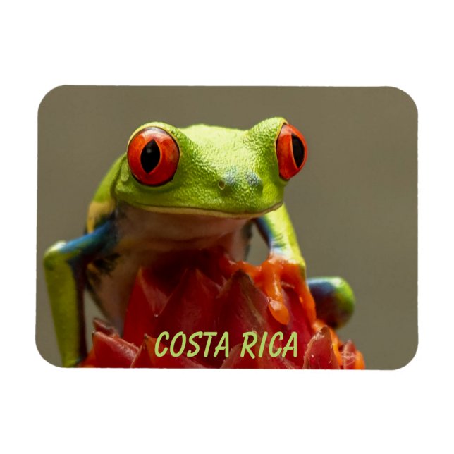 Magnet Flexible Grenouille tropicale aux yeux rouges au Costa Rica (Horizontal)