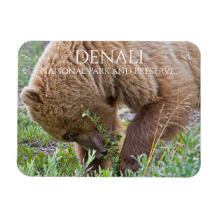 Magnet Flexible Grizzly Bear Foraging, Parc National du Denali