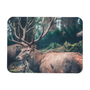 Magnet Flexible Gros cerfs Brown avec de gros colliers