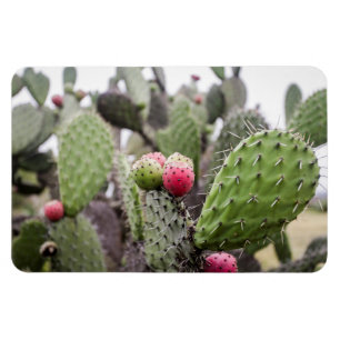 Magnet Flexible Gros Plan Des Cactus À Poires