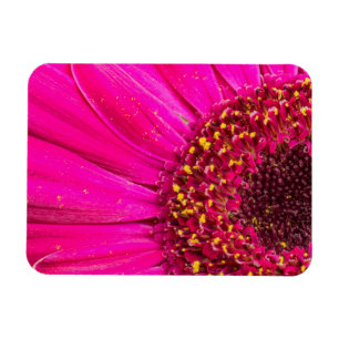 Magnet Flexible Gros plan d'une marguerite de Gerber