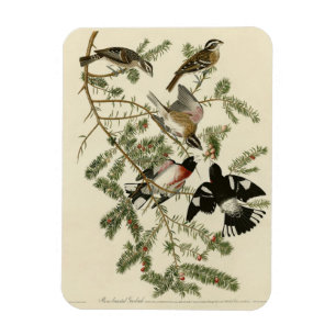 Magnet Flexible Grosbeak à poitrine rose, Oiseaux d'Amérique d'Aud