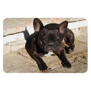 Magnet Flexible Grouchy French Bulldog
