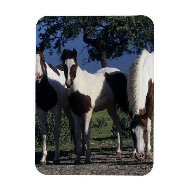 Magnet Flexible Groupe de Chevaux de Peinture (Vertical)