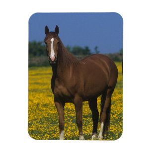 Magnet Flexible Groupe de chevaux de pur sang