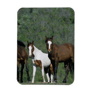 Magnet Flexible Groupe de chevaux sauvages de mustang